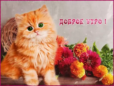 Доброе утро-разное Открытка с добрым утрои,пожелания доброго утра,красивая открытка доброе утро