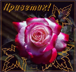 Привет,приветствие Открытки картинки привет,приветствие,красивые открытки привет