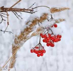 Открытки с первым снегом Открытки с первым снегом,первый снег,выпал первый снег,снежок