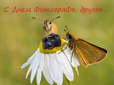 Открытки на день фотографа Открытка картинка день фотографа,праздником день фотографа,бабочки
