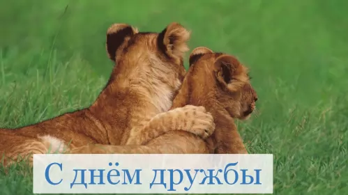 Открытки день дружбы Открытка с поздравлениями на день дружбы,картинка с днём дружбы,пара львов