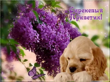 Привет,приветствие Открытка картинка гиф ,мерцающая привет,приветсвие,передать привет