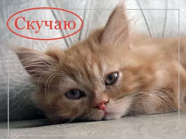 Открытки скучаю Открытка с надписью скучаю,красивая открытка скучаю,очень скучаю