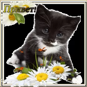 Привет,приветствие Открытка картинка гиф ,мерцающая привет,приветсвие,передать привет