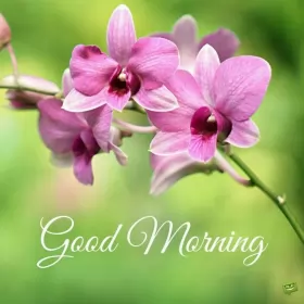 Открытки Good Morning Открытки картинки  доброго утра , доброе утро Good Morning .