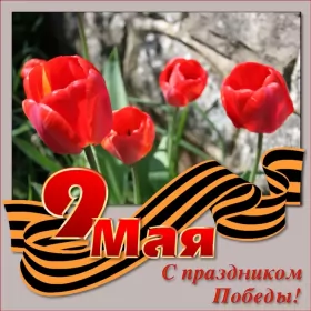 Открытки 9 мая Картинка открытка с праздником 9 мая , день великой победы .