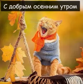 Доброе  осеннее утро Открытка с добрым осенним утром,доброе утро осени,доброе утро осень,рыжий кот