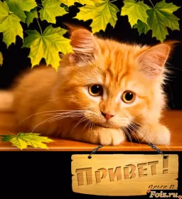 Привет,приветствие Открытка картинка привет,приветствие,передать привет,приветик