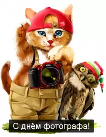 Открытки на день фотографа Открытка картинка день фотографа,праздником день фотографа,кот,сова