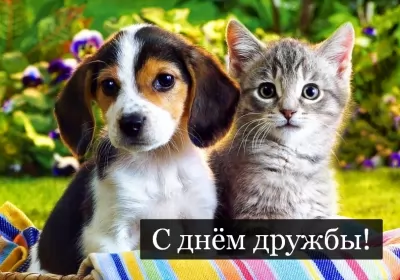 Открытки день дружбы Открытки день дружбы,с днём дружбы,картинки на день дружбы,щенок и котик