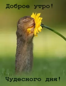 Доброе утро-разное Открытка доброе утро,с добрым утром,пожелания доброго утра .