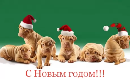 Открытки прикольные с Новым годом Открытка новогодняя прикольная с новым годом ,на новый год. 