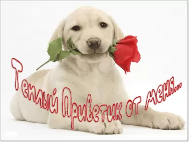 Привет,приветствие Открытка картинка гиф ,мерцающая привет,приветсвие,передать привет