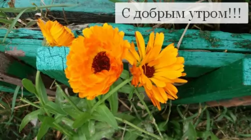 Доброе утро-разное Открытка доброе утро , с добрым утром ,пожелания доброго утра,забор,цветы