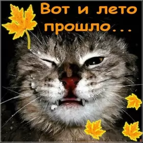 Открытки с последним днём лета Открытка последний день лета,с последним днём уходящего лета