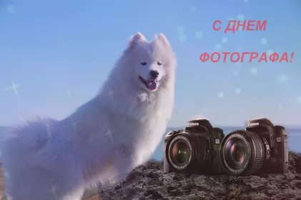 Открытки на день фотографа Открытка картинка день фотографа,праздником день фотографа,собака