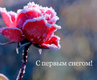 Открытки с первым снегом Открытки с первым снегом,первый снег,выпал первый снег,снежок