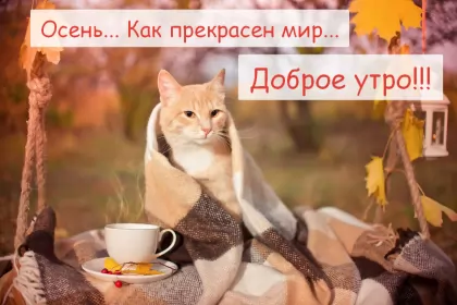 Доброе  осеннее утро Открытка с добрым осенним утром,доброе утро осени,доброе утро осень,кот в пледе