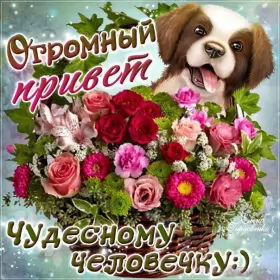 Привет,приветствие Открытка картинка привет,приветствие,передать привет,приветик