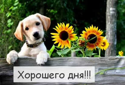 Хорошего дня Открытка картинка хорошего дня красивая открытка с пожеланиями хорошего дня