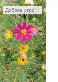 Доброе утро-разное Открытка доброе утро , с добрым утром ,пожелания доброго утра,цветок
