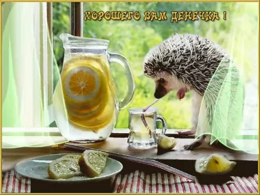 Хорошего дня Открытка картинка хорошего дня красивая открытка с пожеланиями хорошего дня