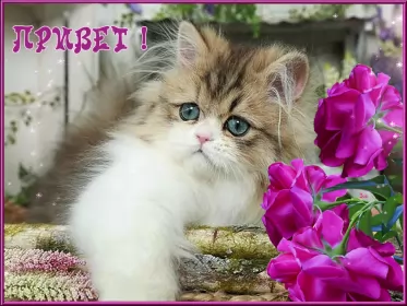 Привет,приветствие Открытка картинка гиф ,мерцающая привет,приветсвие,передать привет