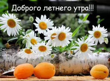 Доброе летнее утро Открытка с добрым летним утром,доброго летнего утра,абрикосы,ромашки белые