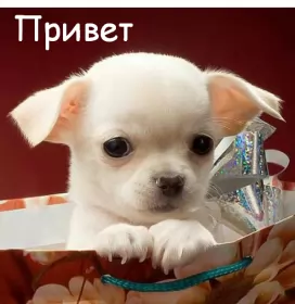 Привет,приветствие Открытки картинки привет,приветствие,красивые открытки привет