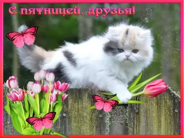 Доброе утро дни недели Открытка с пожеланиями доброго утра пятницы,доброе утро пятница