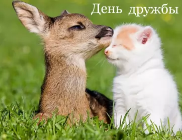 Открытки день дружбы Открытка с поздравлениями на день дружбы,картинка с днём дружбы,оленёнок и котёнок