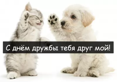 Открытки день дружбы Открытки день дружбы,с днём дружбы,картинки на день дружбы,котёнок и щенок