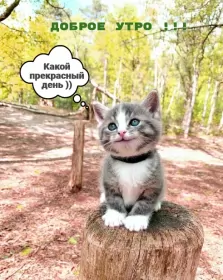 Доброе утро-разное Открытка доброе утро ,милый котёнок,пожелание доброго утра .