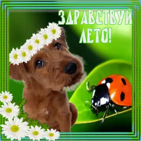 Открытки первый день лета Открытка гиф с первым днём лета,первое июня , с началом лета.