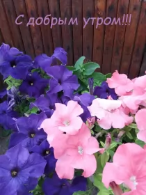 Доброе утро-разное Открытка доброе утро,с добрым утром,пожелания доброго утра .