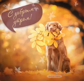 Доброе  осеннее утро Открытки доброго осеннего утра,пожелания доброго утра осени .