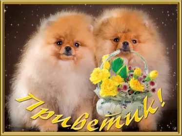 Привет,приветствие Открытка картинка привет,приветствие,передать привет,приветик