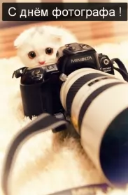 Открытки на день фотографа Открытка картинка день фотографа,праздником день фотографа,кот