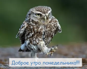 Доброе утро дни недели Открытка доброе утро по дням недели, доброе утро понедельника,сова