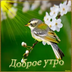 Доброе весеннее утро Открытка гиф,мерцающая с добрым весенним утром,доброе утро весны,птичка на ветке