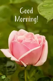 Открытки Good Morning Открытки картинки  доброго утра , доброе утро Good Morning .