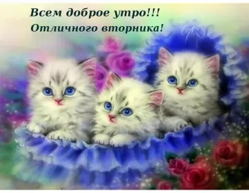 Доброе утро дни недели Открытка красивая доброе утро по дням недели, доброе утро вторника,три котёнка