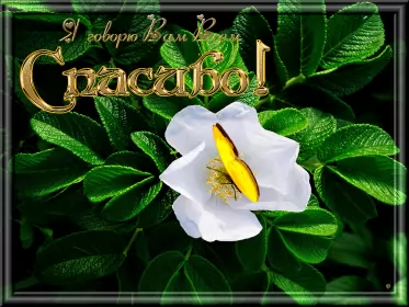 Открытки спасибо Открытка гиф,мерцающая спасибо,открытка гиф с надписью спасибо