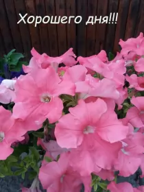 Хорошего дня Открытка картинка с пожеланиями хорошего дня розовая питуния,цветы