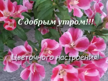Доброе утро-разное Открытка доброе утро,с добрым утром,пожелания доброго утра .
