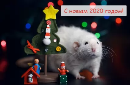 Открытки с новым 2020 годом Открытки картинки с новым 2020 годом,поздравления с 2020 годом,белая крыса