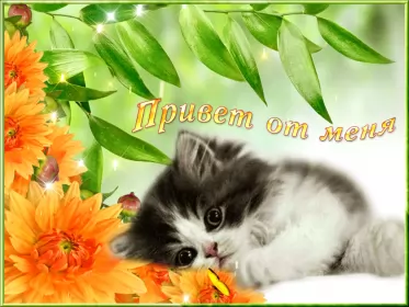 Привет,приветствие Открытка картинка гиф ,мерцающая привет,приветсвие,передать привет