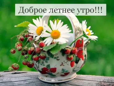 Доброе летнее утро Открытка с добрым летним утром,доброго летнего утра,летнее утро,ромашка,земляника