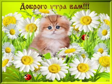 Доброе утро-разное Открытка с добрым утрои,пожелания доброго утра,красивая открытка доброе утро