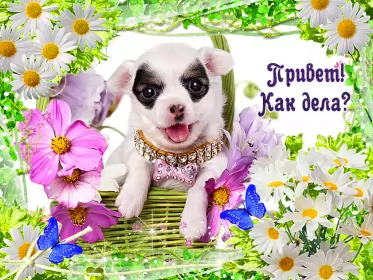 Привет,приветствие Открытка картинка гиф ,мерцающая привет,приветсвие,передать привет